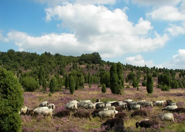 Bockelmann Bispingen